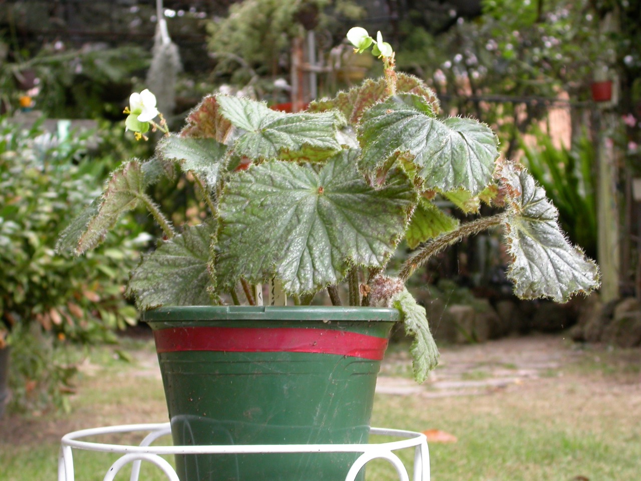 B. ‘Miriam’